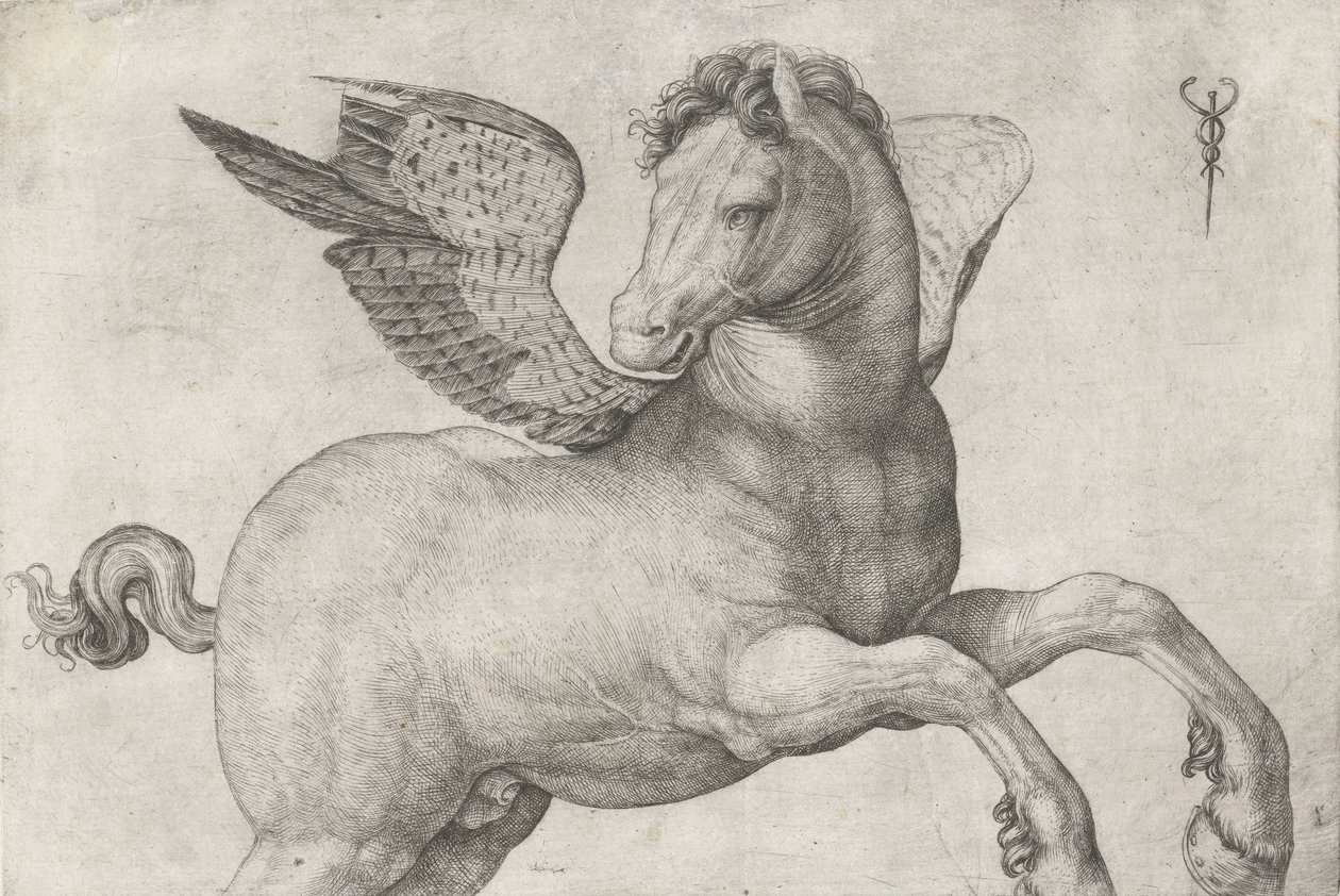 Pegas, 1509-16 od Jacopo de Barbari