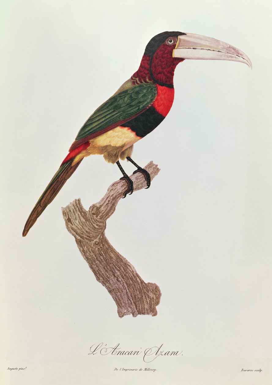 Azara Aracari, vyryto Barrierem (barevná rytina) od Jacques Barraband
