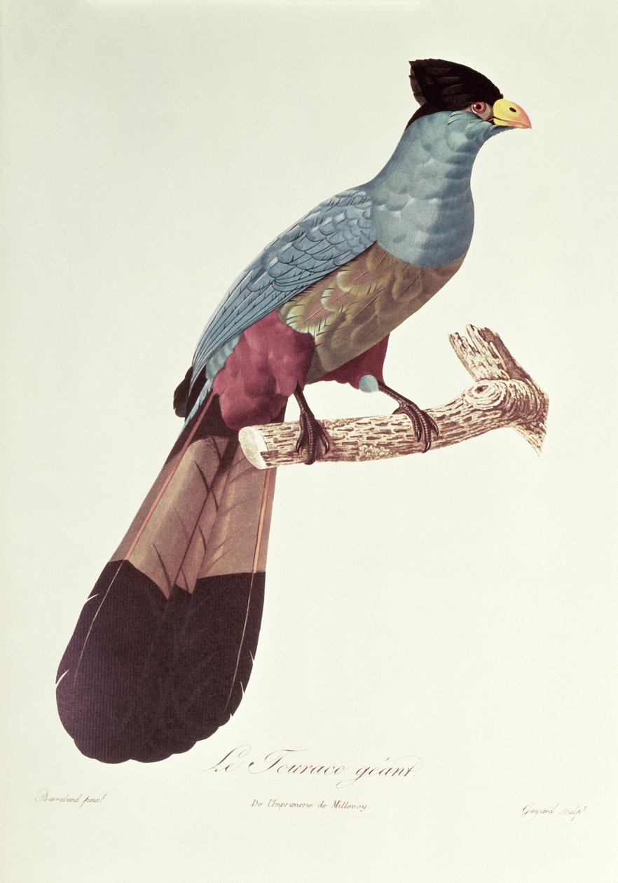 Skvělé Touraco od Jacques Barraband