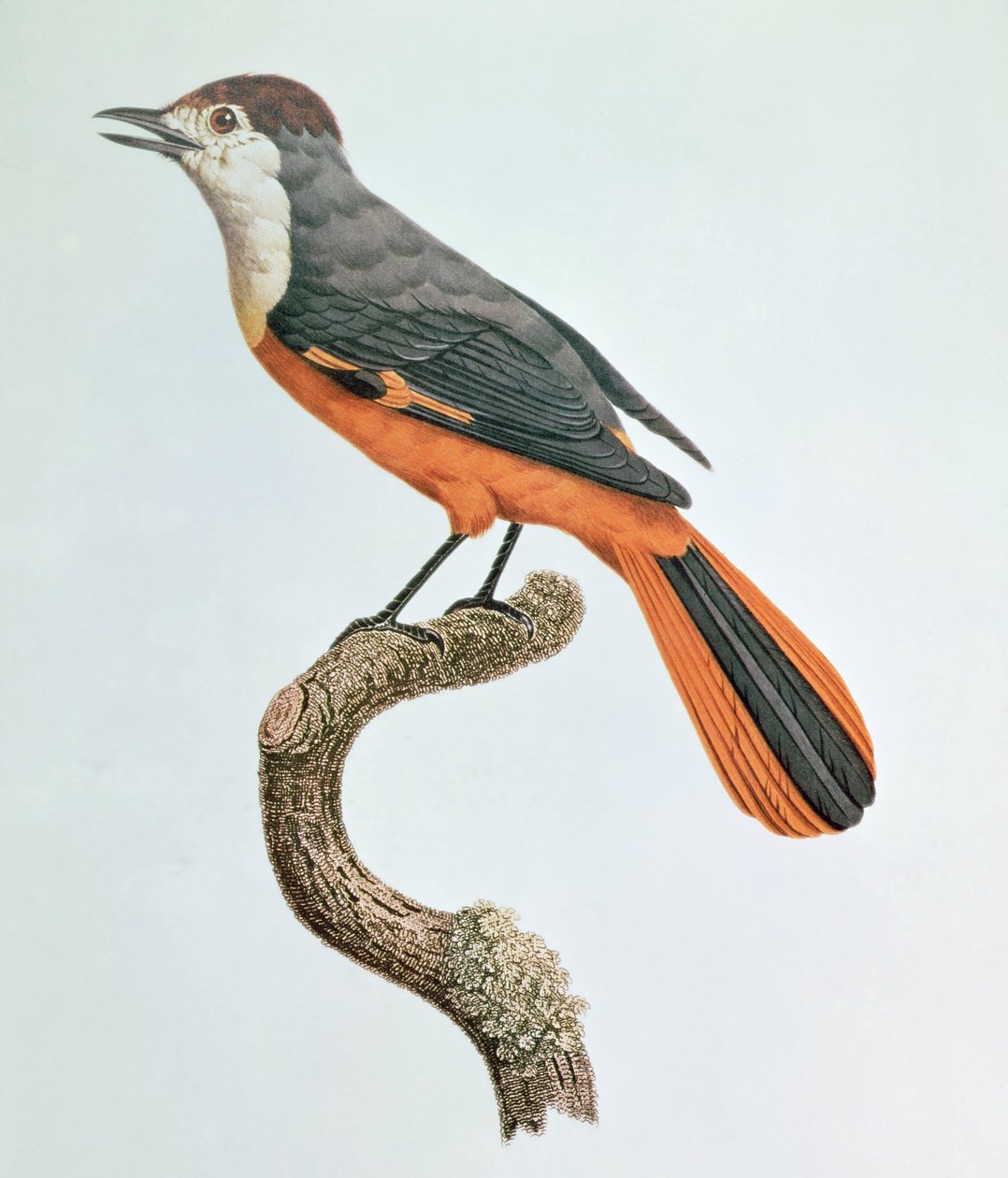 Orange Jay od Jacques Barraband