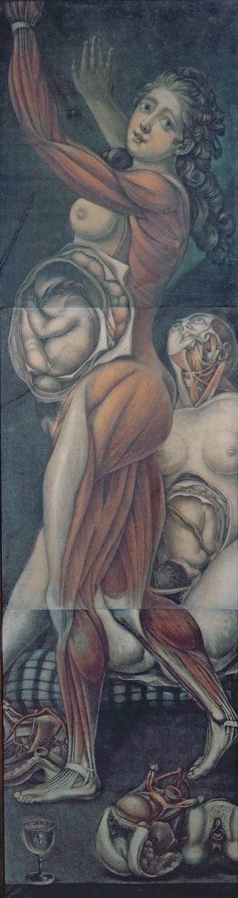 Anatomická studie dvou těhotných žen (mezzotinta) od Jacques Fabien Gautier d