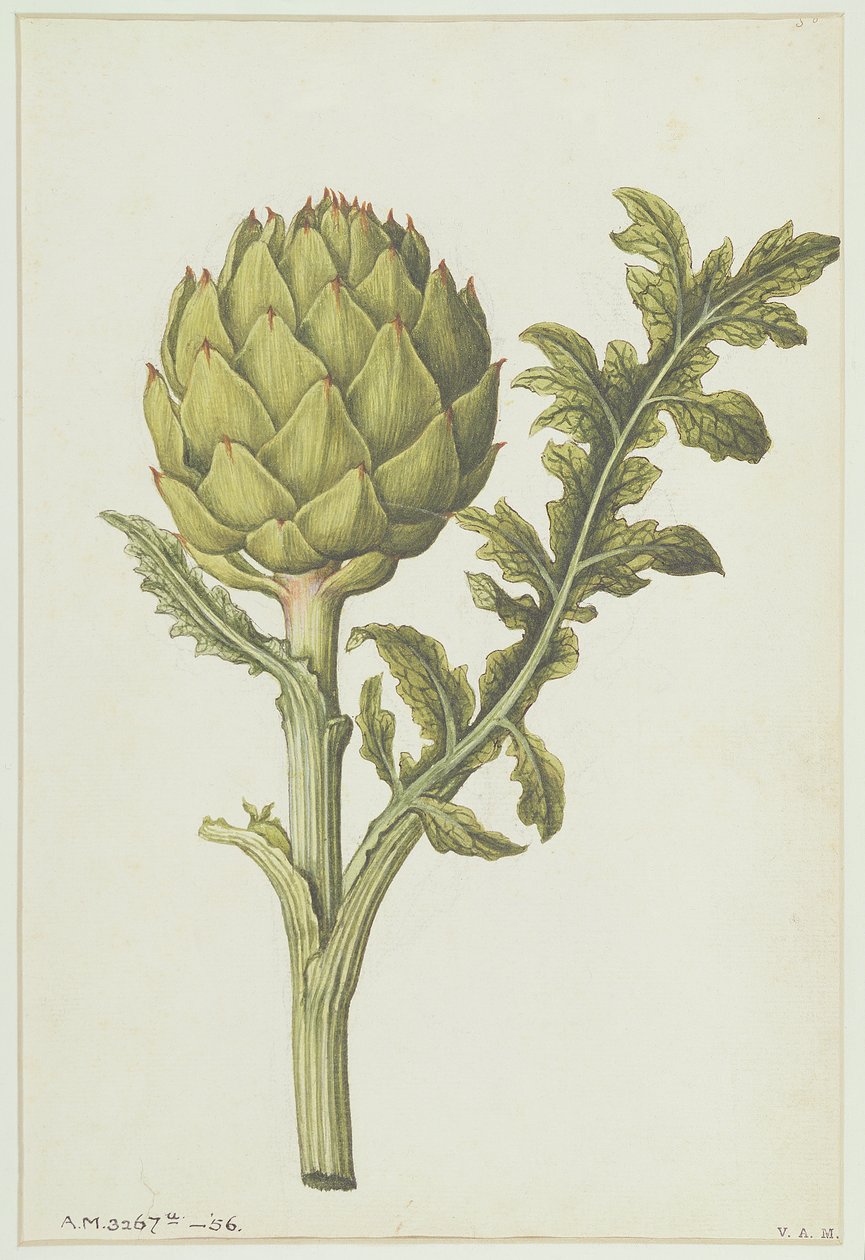 Artyčok: Cynara scolymus, kolem roku 1568 od Jacques Le Moyne