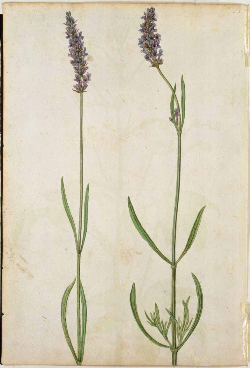 Lavandula officinalis (staroanglická levandule), kolem roku 1568 od Jacques Le Moyne