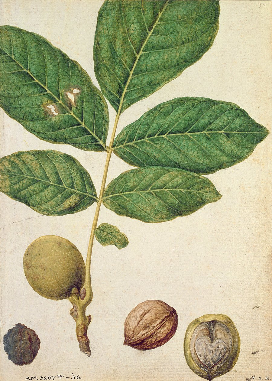 Ořech, kolem 1568 od Jacques Le Moyne