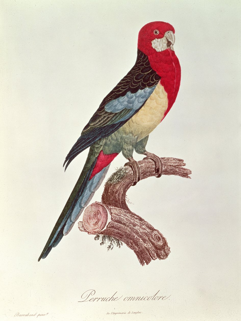 Papoušek všebarevný od Jacques Barraband