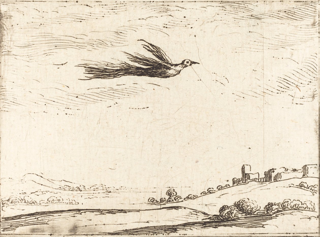 Bird of Paradise od Jacques Callot