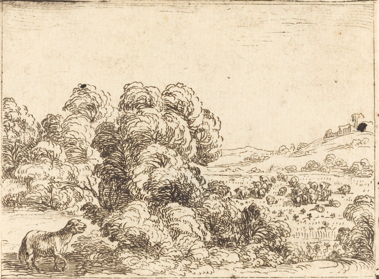 Ovce Volání Jehně od Jacques Callot