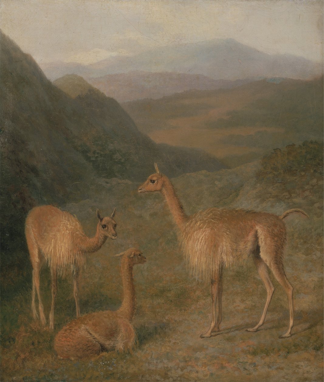Vikuně od Jacques Laurent Agasse