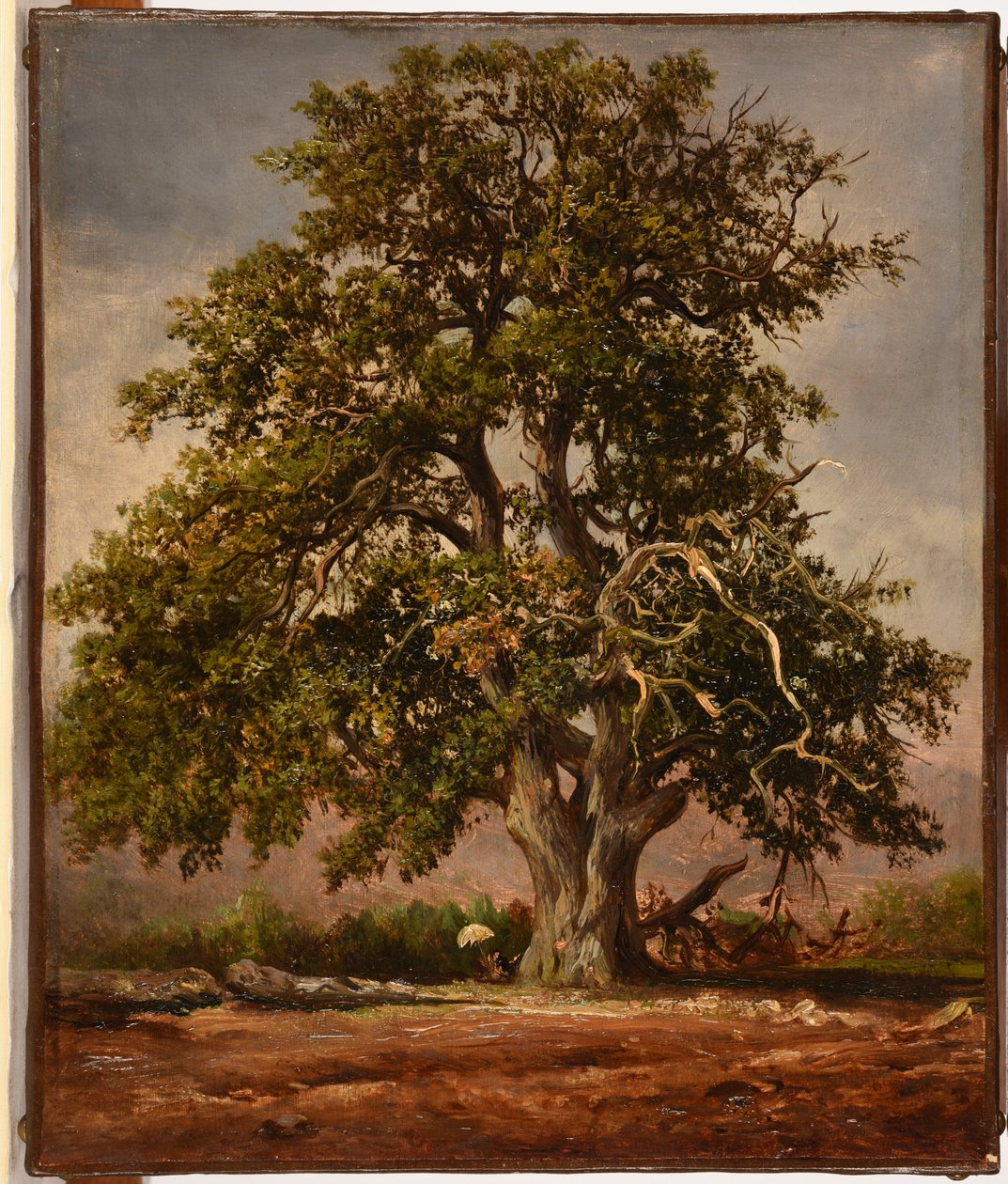 Le Vieux chêne od Jacques Raymond Brascassat