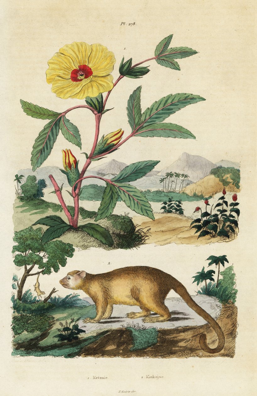 Kinkajou a Roselle. od Jacques Reyne Isidore Acarie Baron