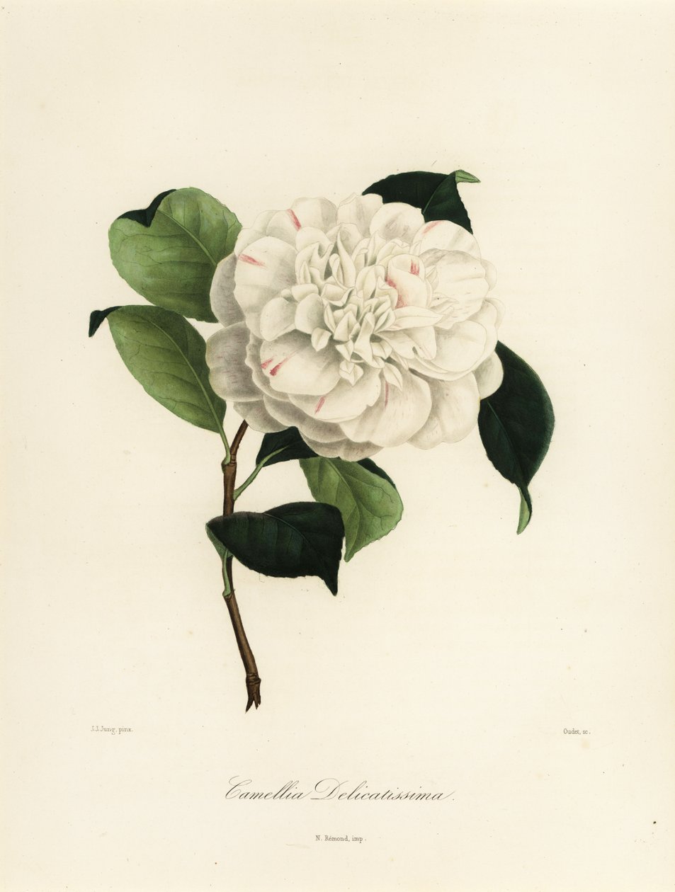 Odrůda Camellia japonica, Camellia delicatissima od Jakob (after) Jung