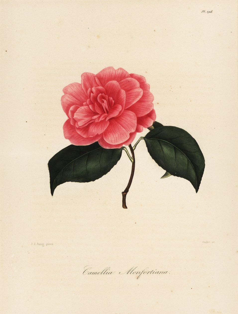 Odrůda Camellia japonica, Camellia monfortiana od Jakob (after) Jung