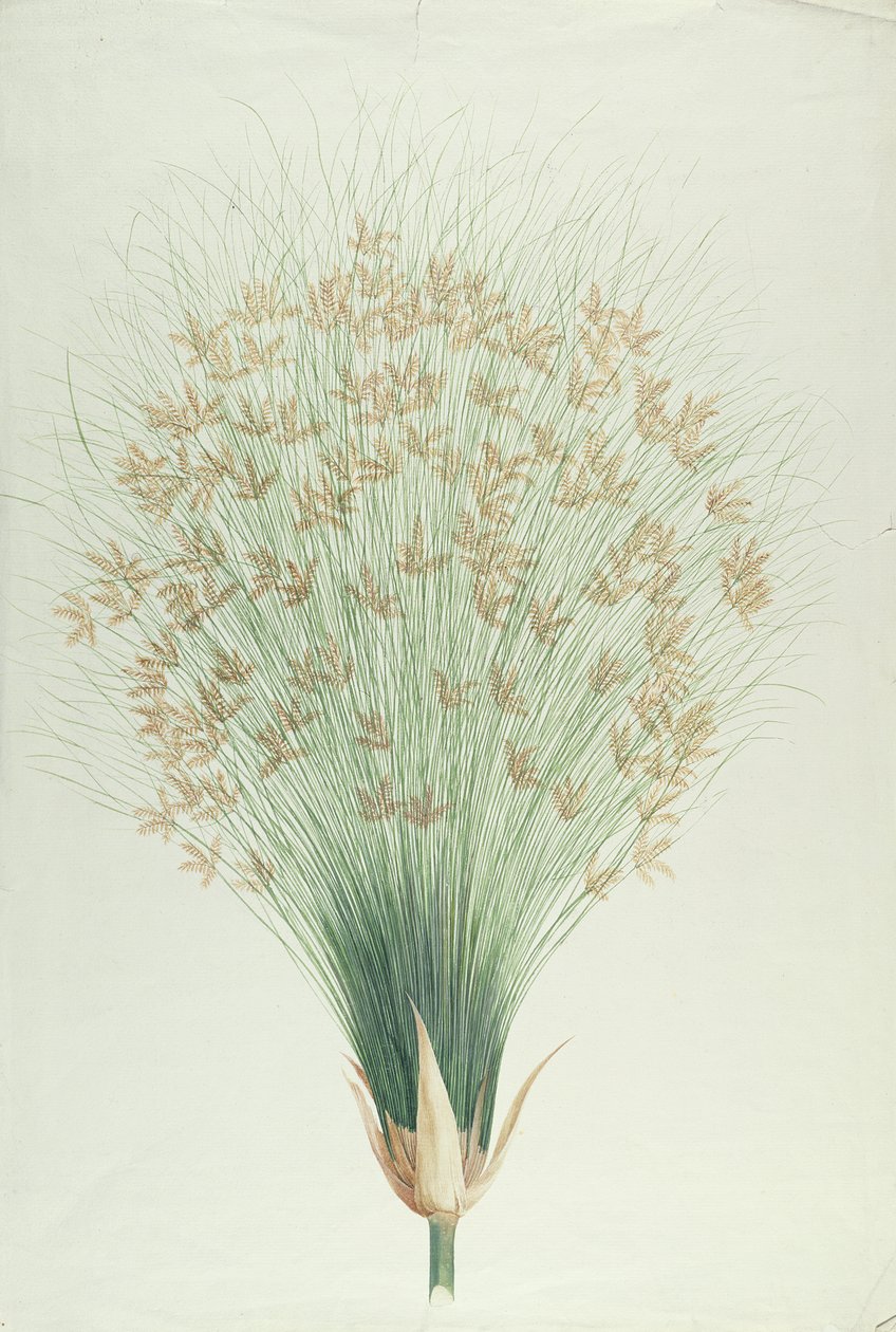 Papyrus (wc přes grafit na papíře) od James Bruce
