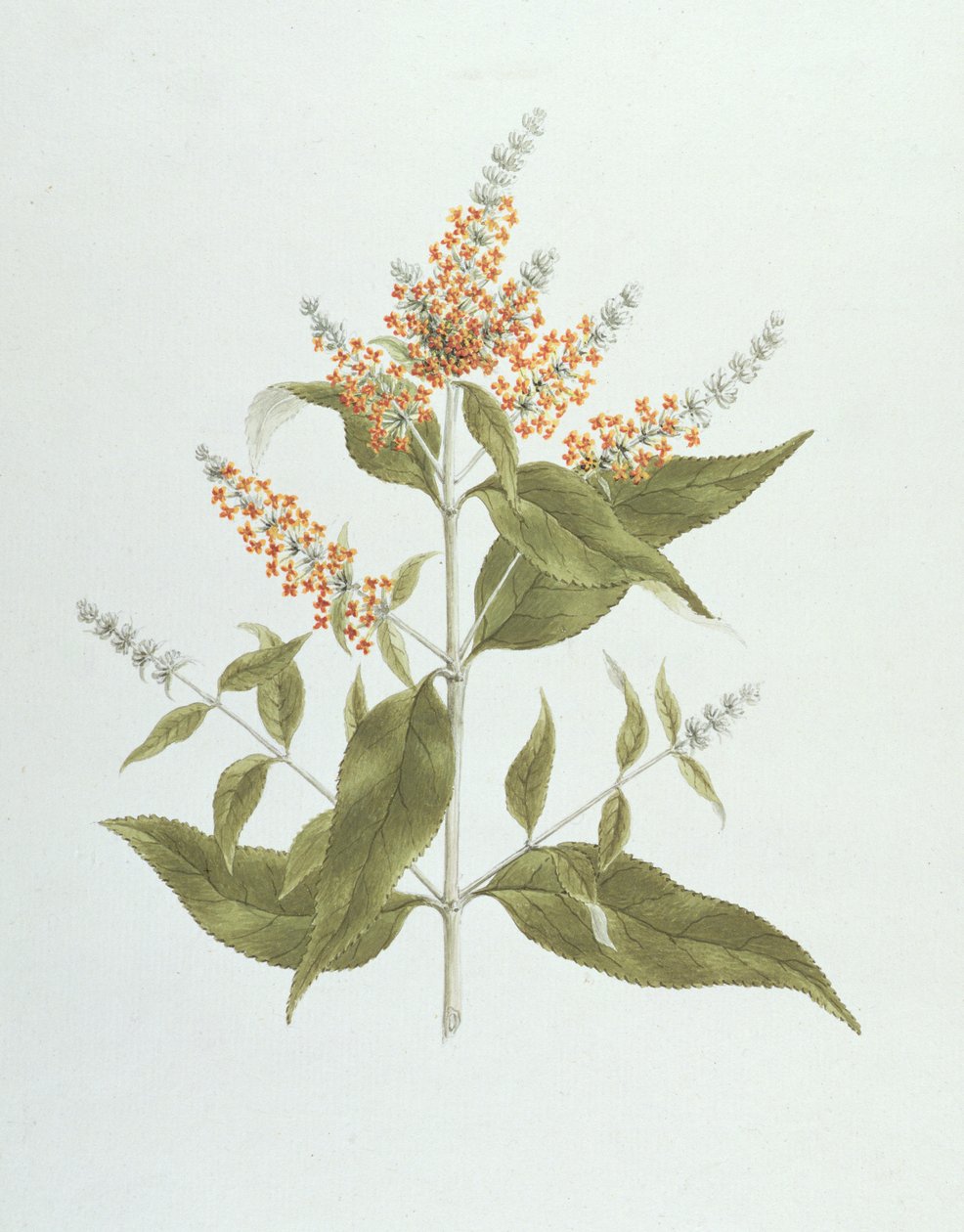 Umtar (Buddleia polystachya) (wc přes grafit na papíře) od James Bruce