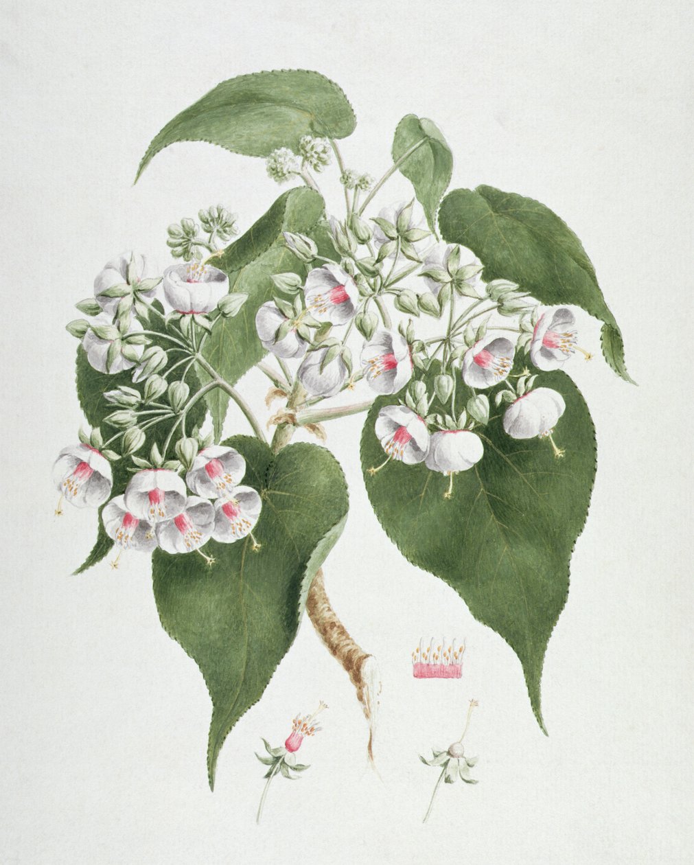 Walkuffa No.5 Dombeya torrida (wc přes grafit na papíře) od James Bruce