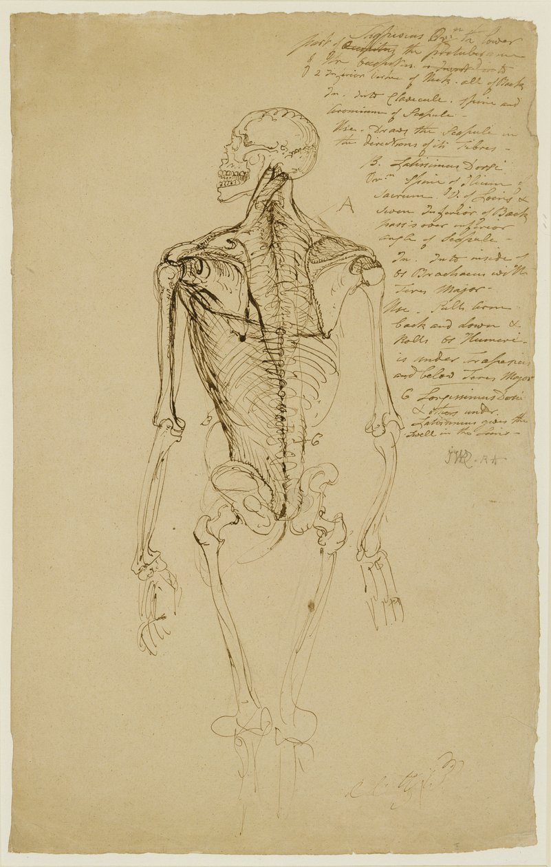 Kresba mužské kostry (hnědé pero a inkoust na papíře) od James Ward