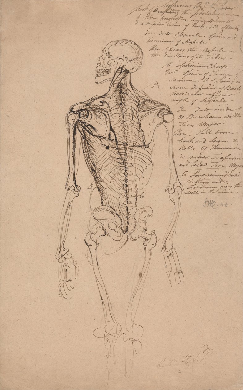 Kresba Mans Skeleton od James Ward