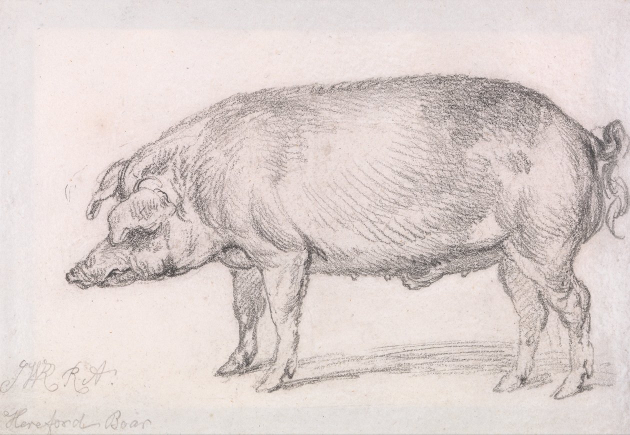 Herefordský kanec od James Ward