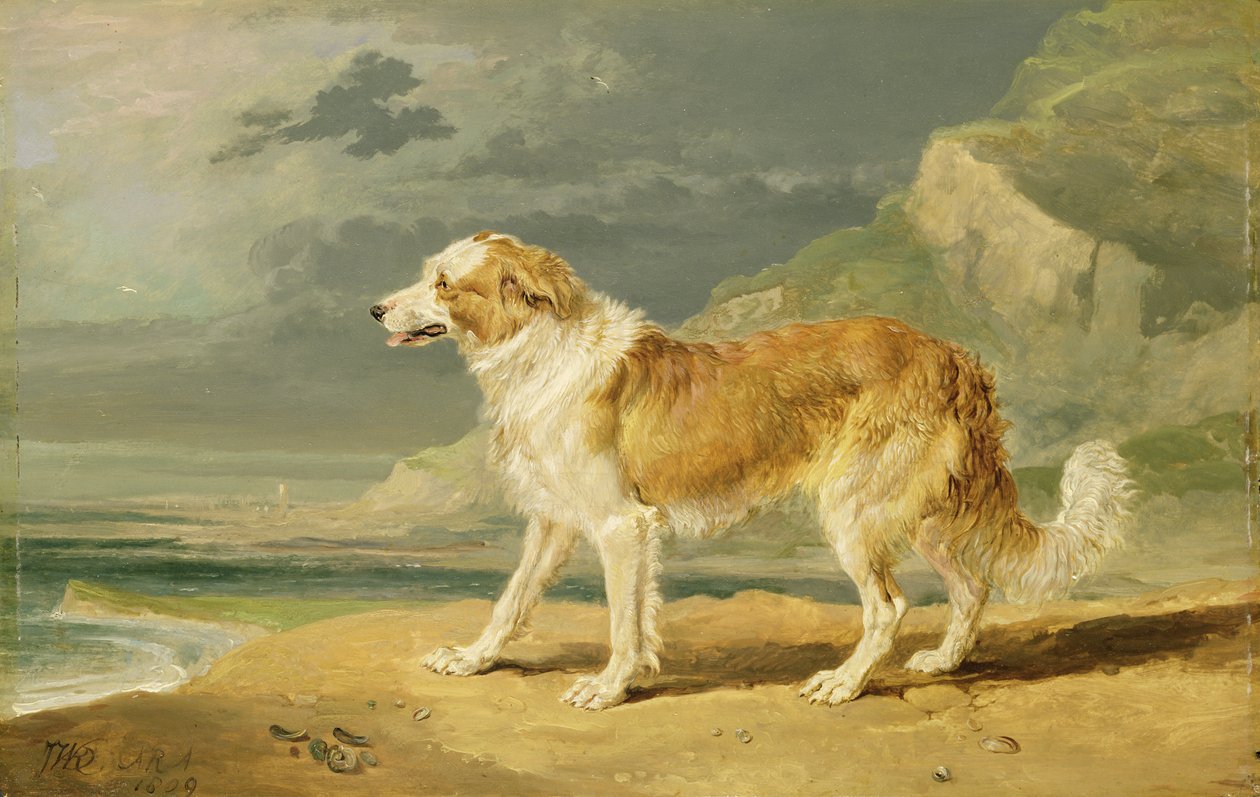 Kolie hrubosrstá, 1809 od James Ward