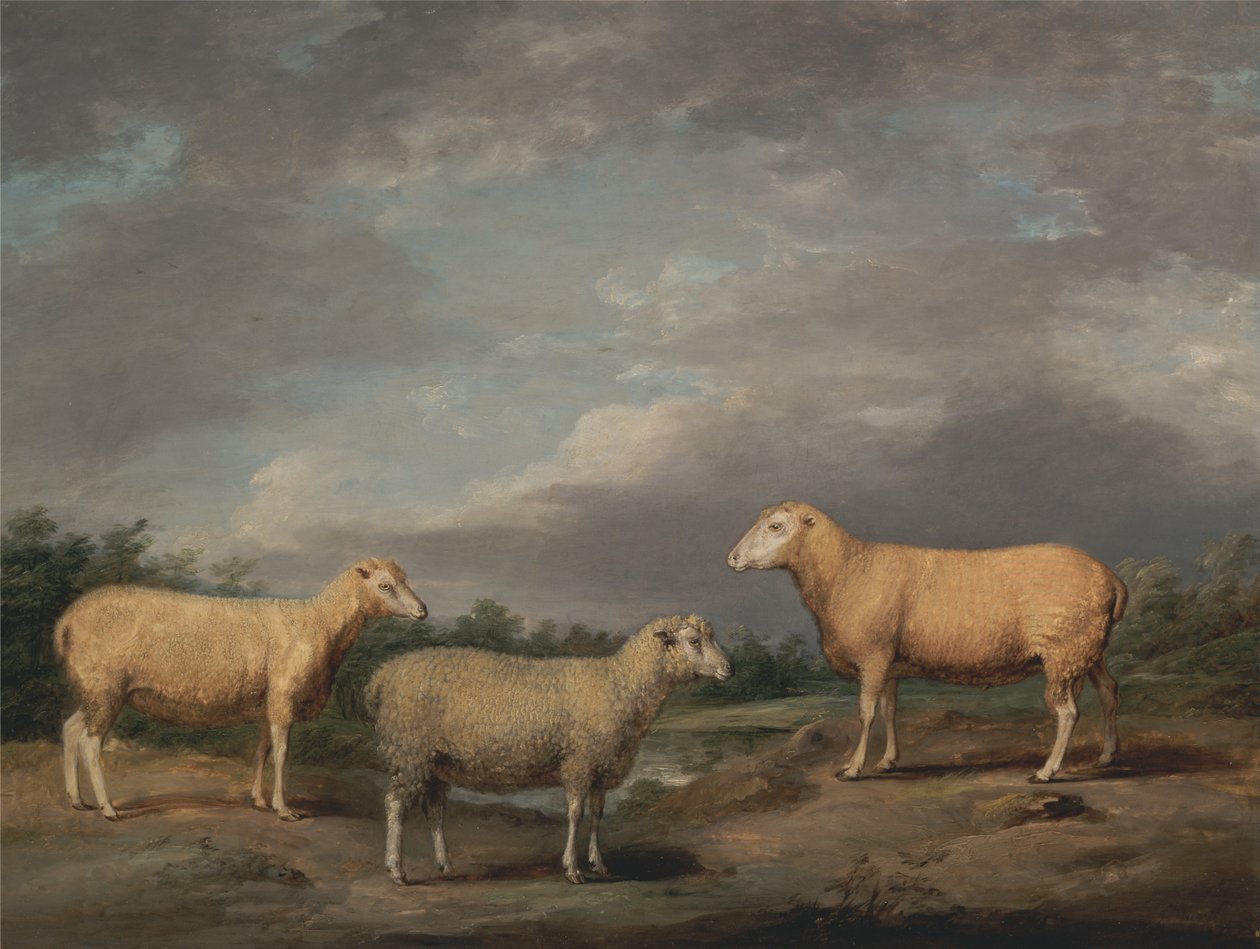 Ryelands Sheep, the Kings Ram, the Kings Ewe a Lord Somervilles Wether od James Ward
