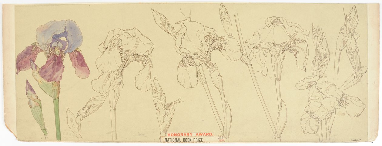 Botanická studia, 1900-30 (wc na papíře) od James Atherton