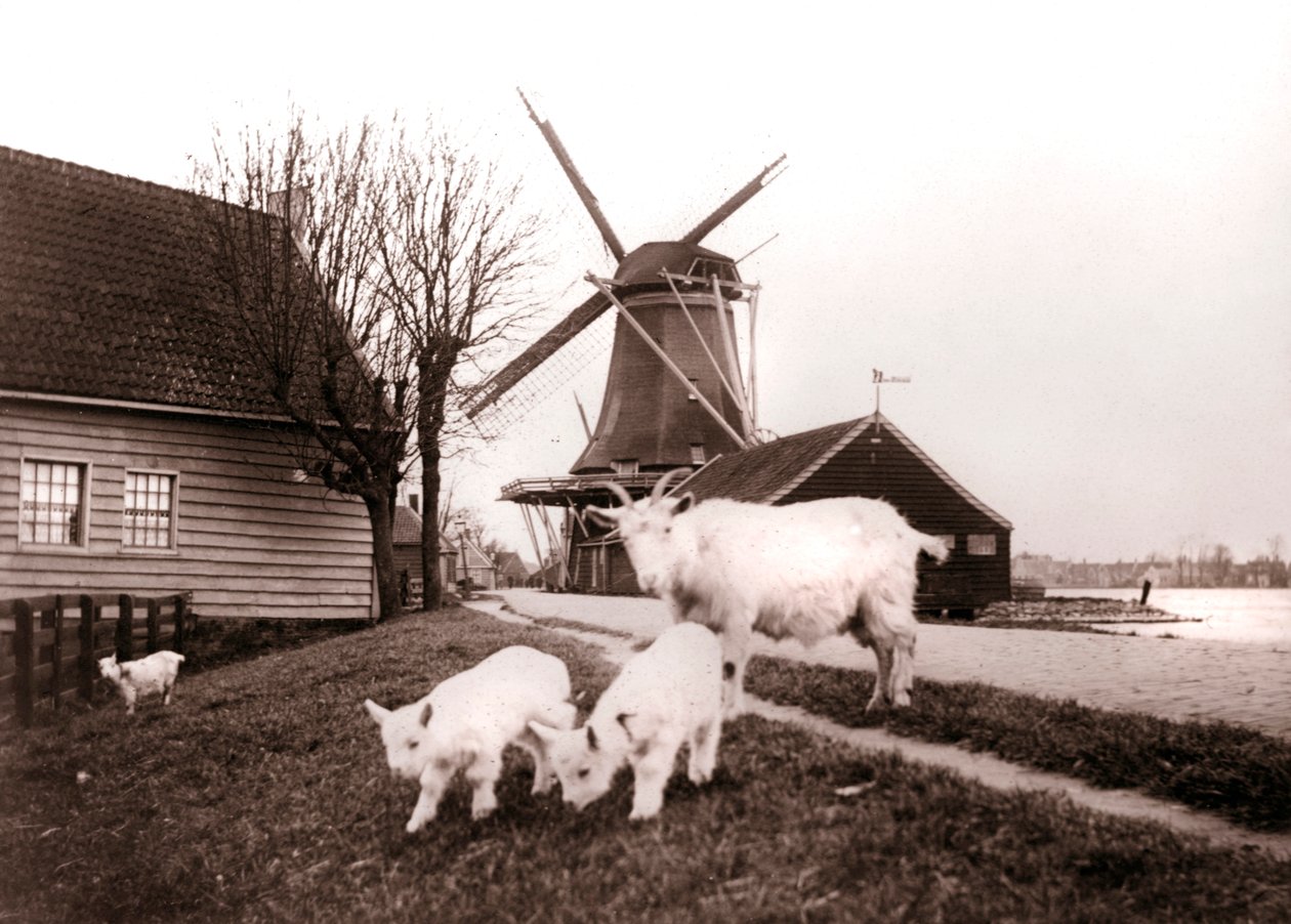 Kozy, Laandam, Nizozemsko, 1898. od James Batkin