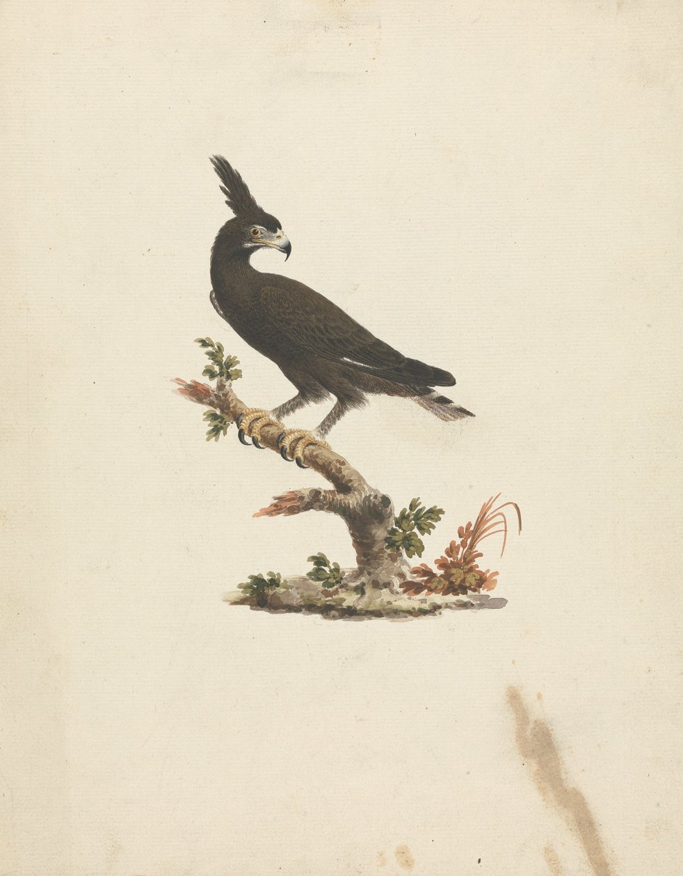 Lophaetus occipitalis (orel chocholatý) od James Bruce