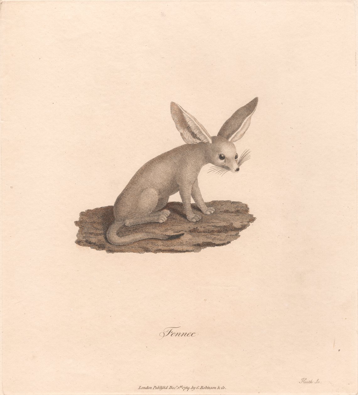 Fenek od James Heath