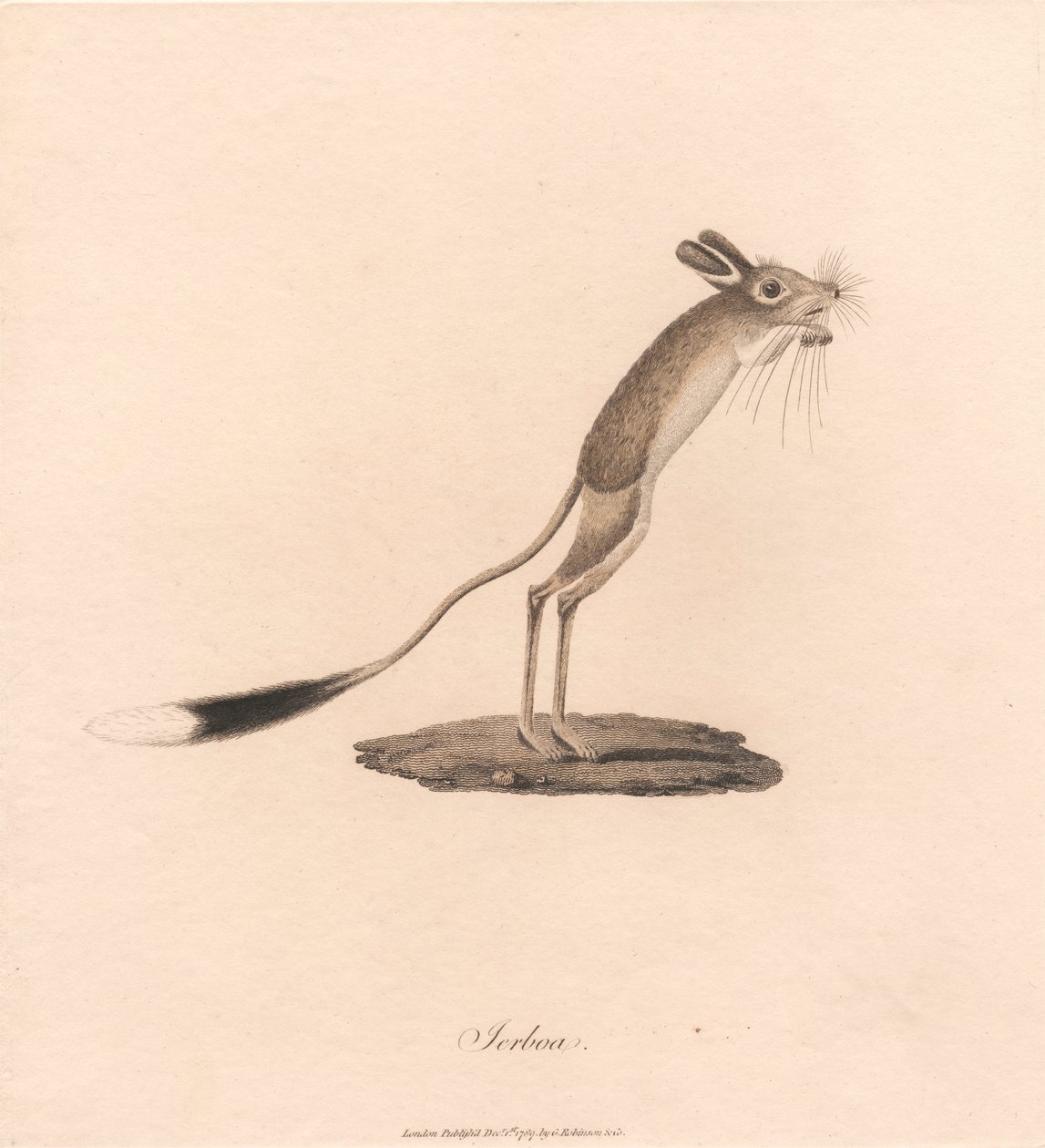 Jerboa od James Heath