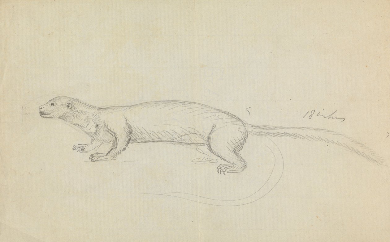Weasel od James Sowerby