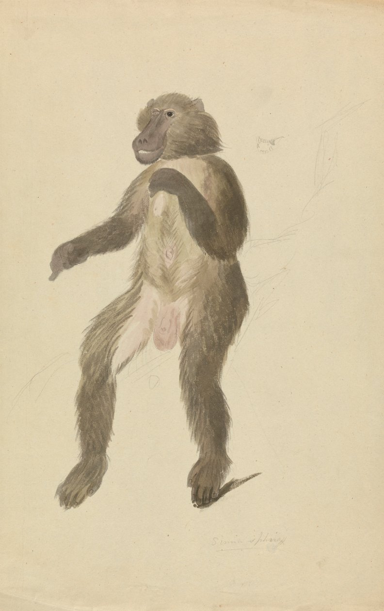 Mandril od James Sowerby