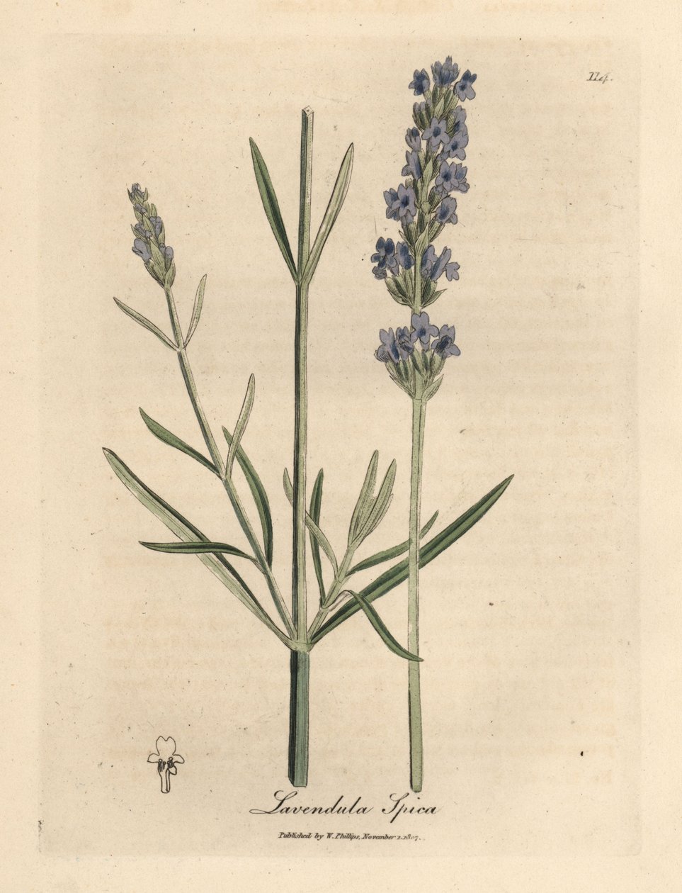 Modrá květovaná levandule, Lavandula spica od James Sowerby
