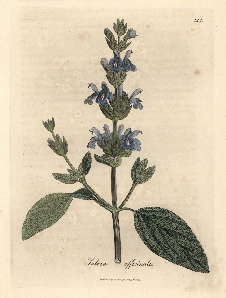 Modrokvětá šalvěj, Salvia officinalis od James Sowerby