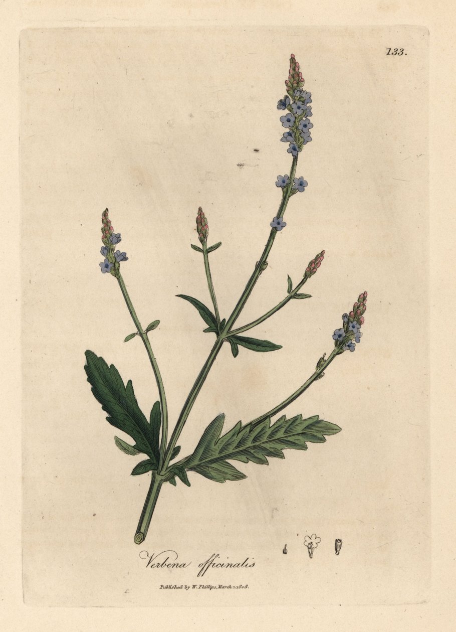 Modře květovaná Verbena officinalis od James Sowerby