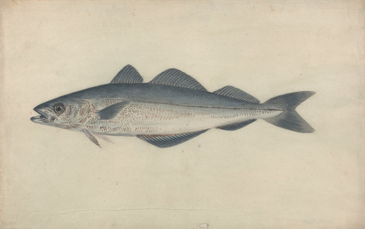 Uhelné ryby od James Sowerby