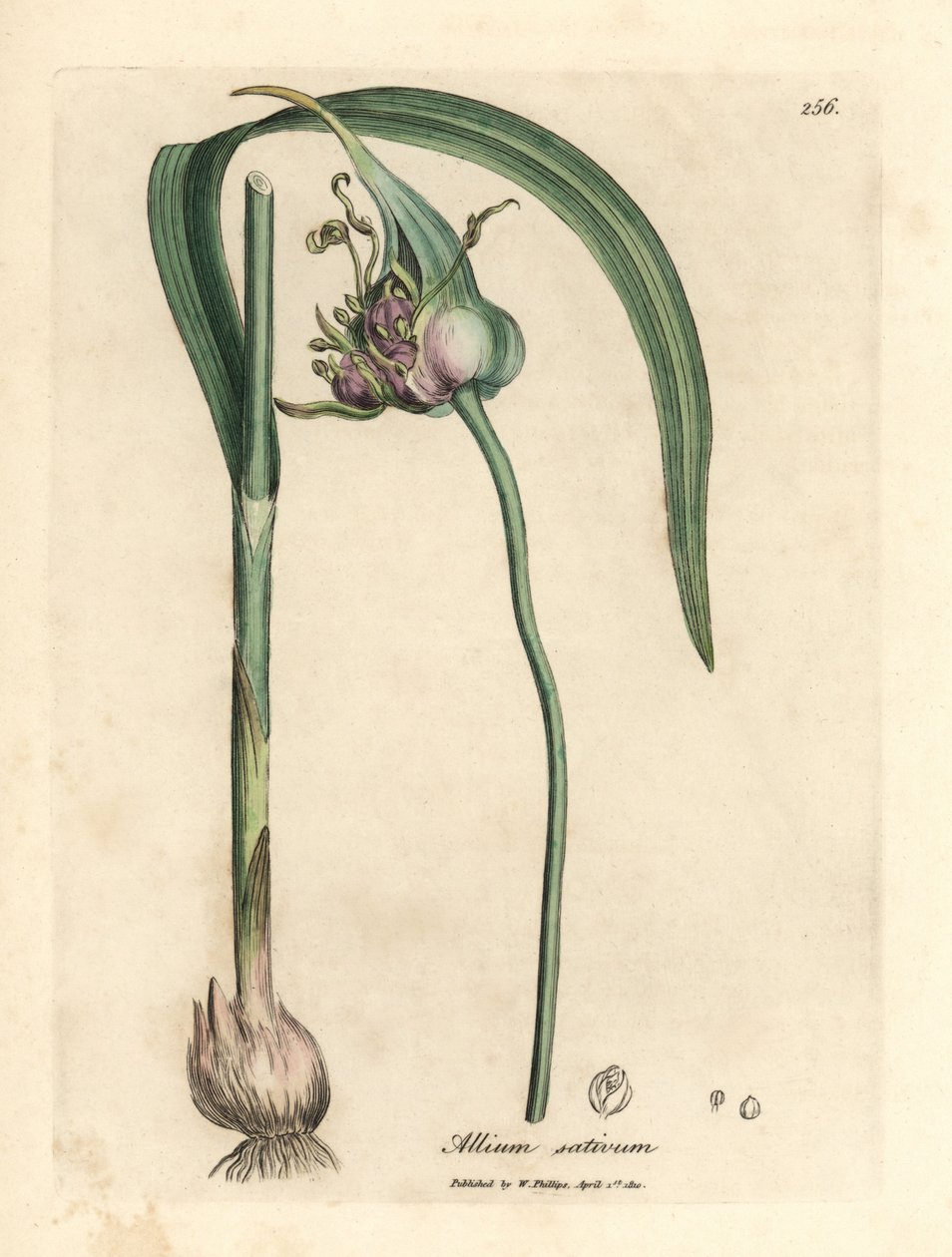 Česnek pěstovaný, Allium sativum od James Sowerby