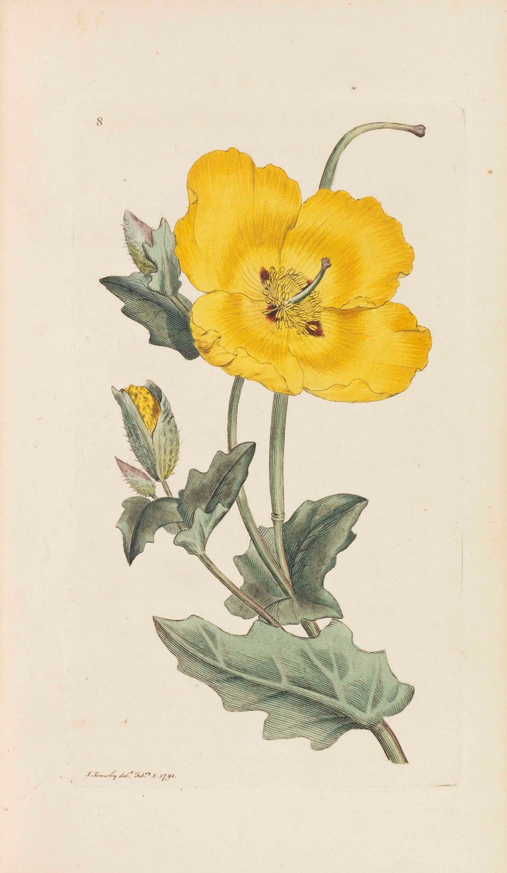 Anglická botanika, 1790-1800. od James Sowerby