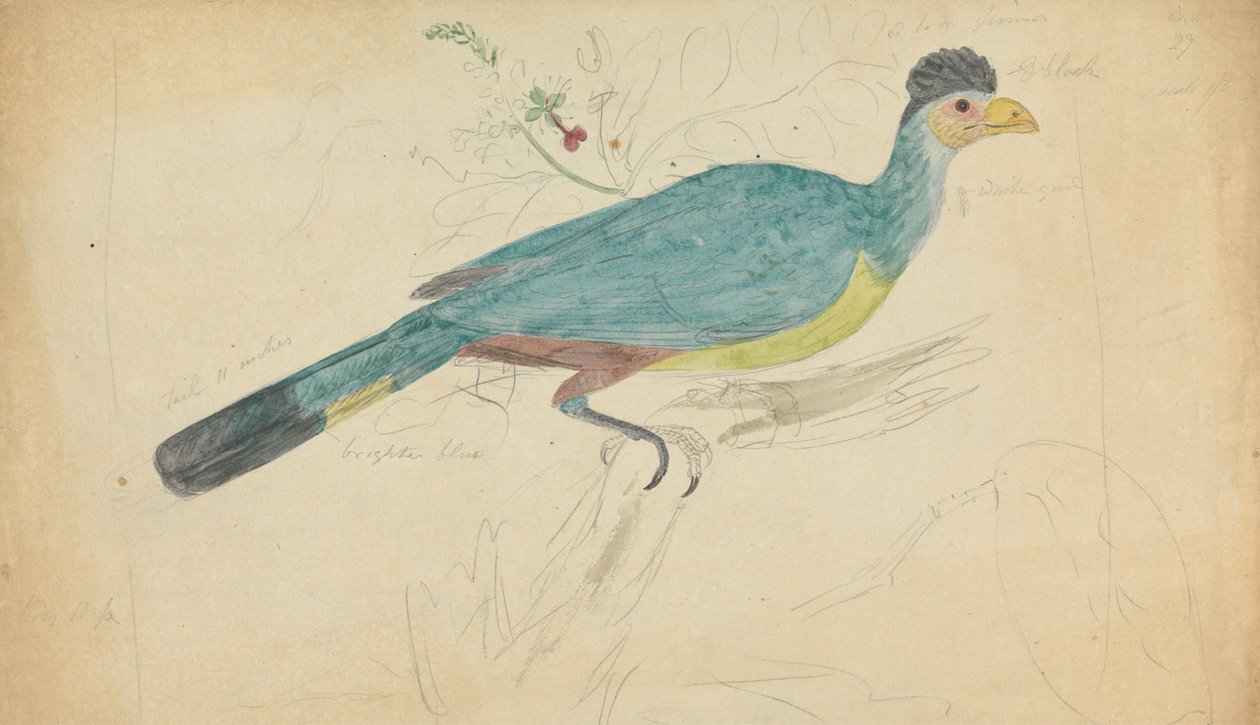 Velké modré Turaco od James Sowerby