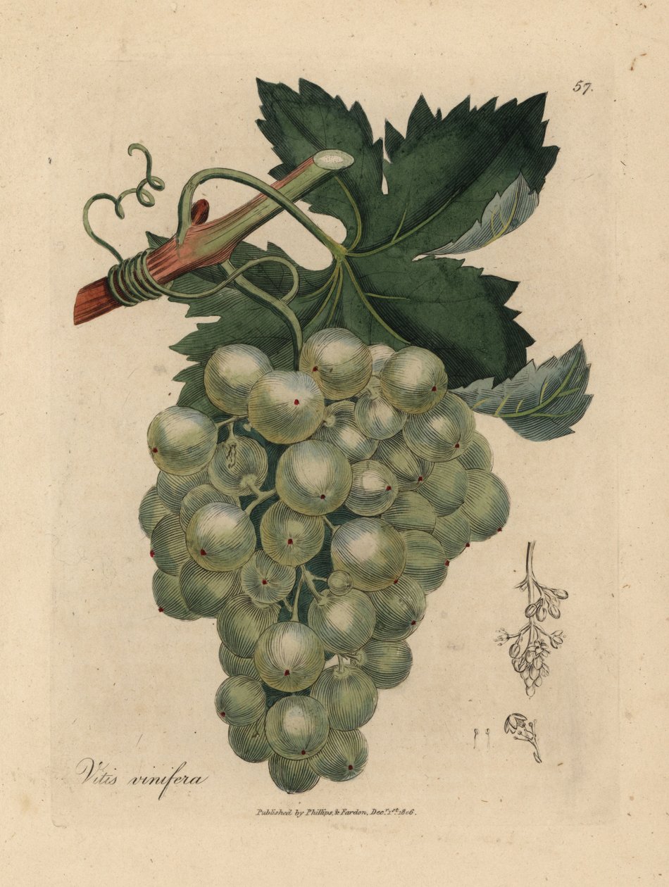 Zelené hrozny, vinná réva a listy, Vitis vinifera od James Sowerby