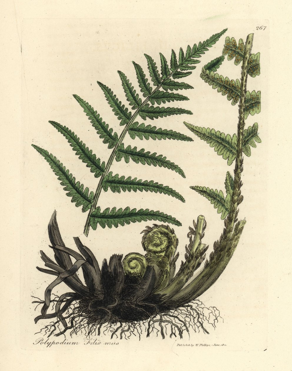 Samec kapradiny polypody, samec Polypodium filix od James Sowerby