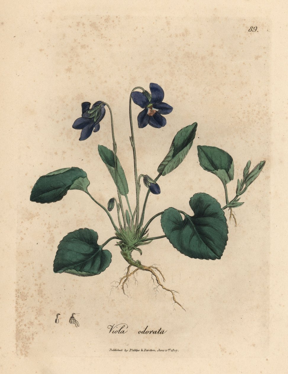 Fialově květovaná sladká fialka, Viola odorata od James Sowerby