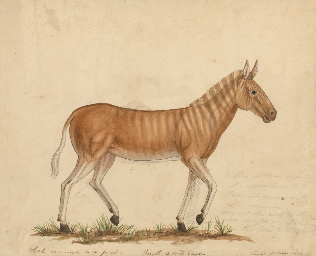 Quagga Zebra od James Sowerby