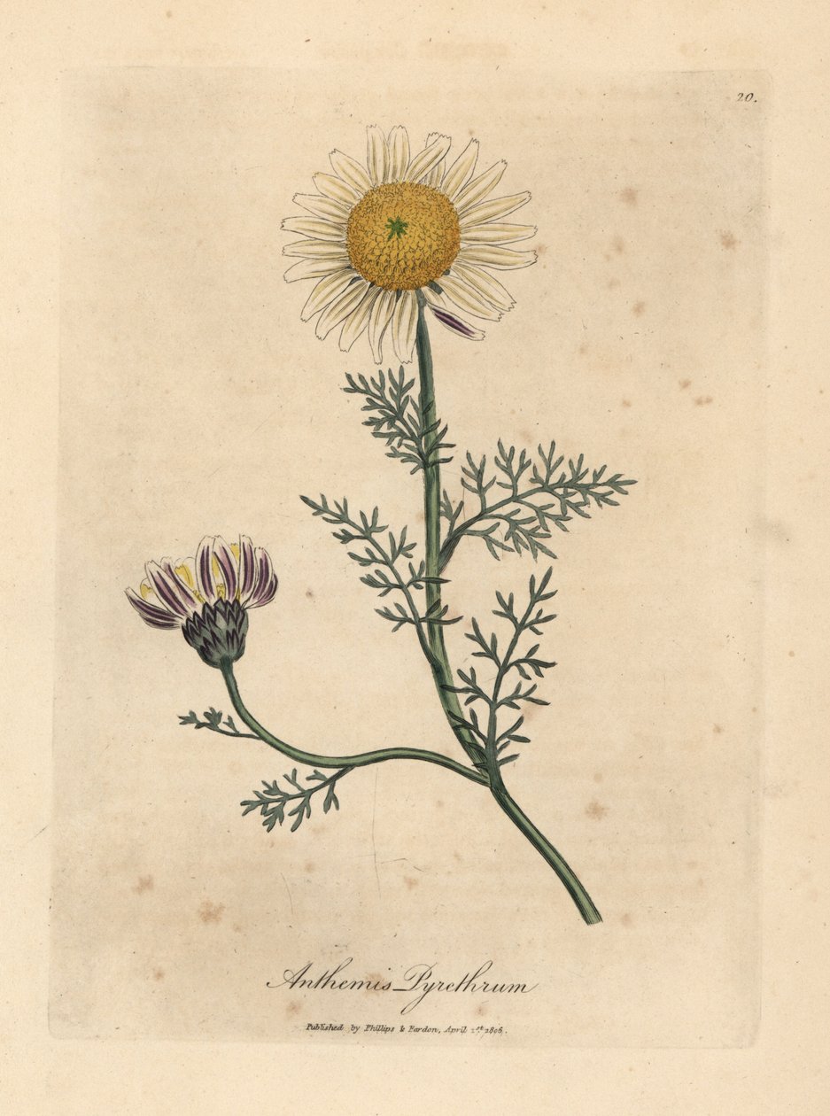 Bílý a žlutý španělský heřmánek, Anthemis pyrethrum od James Sowerby