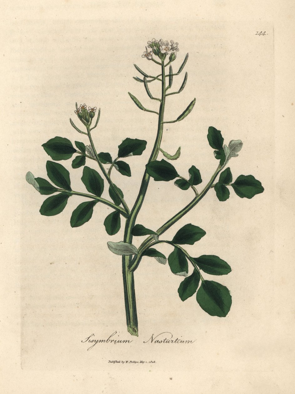 Bělokvětá řeřicha, Sisymbrium nasturtium od James Sowerby