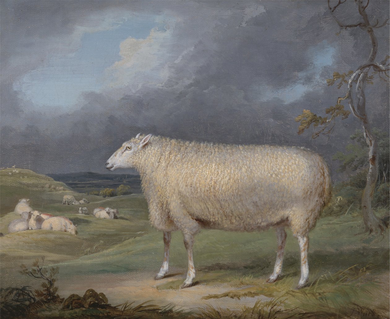 Border Leicester Ewe od James Ward