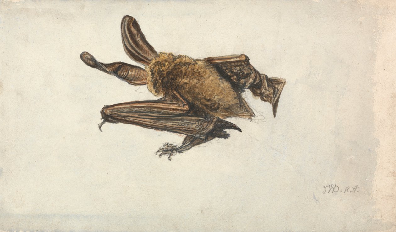 Netopýr hnědý (Plecotus auritus) od James Ward
