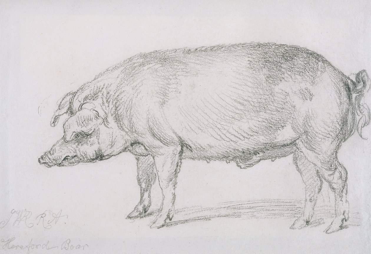 Hereford Boar, c.1803-04 (tužka na papíře) od James Ward