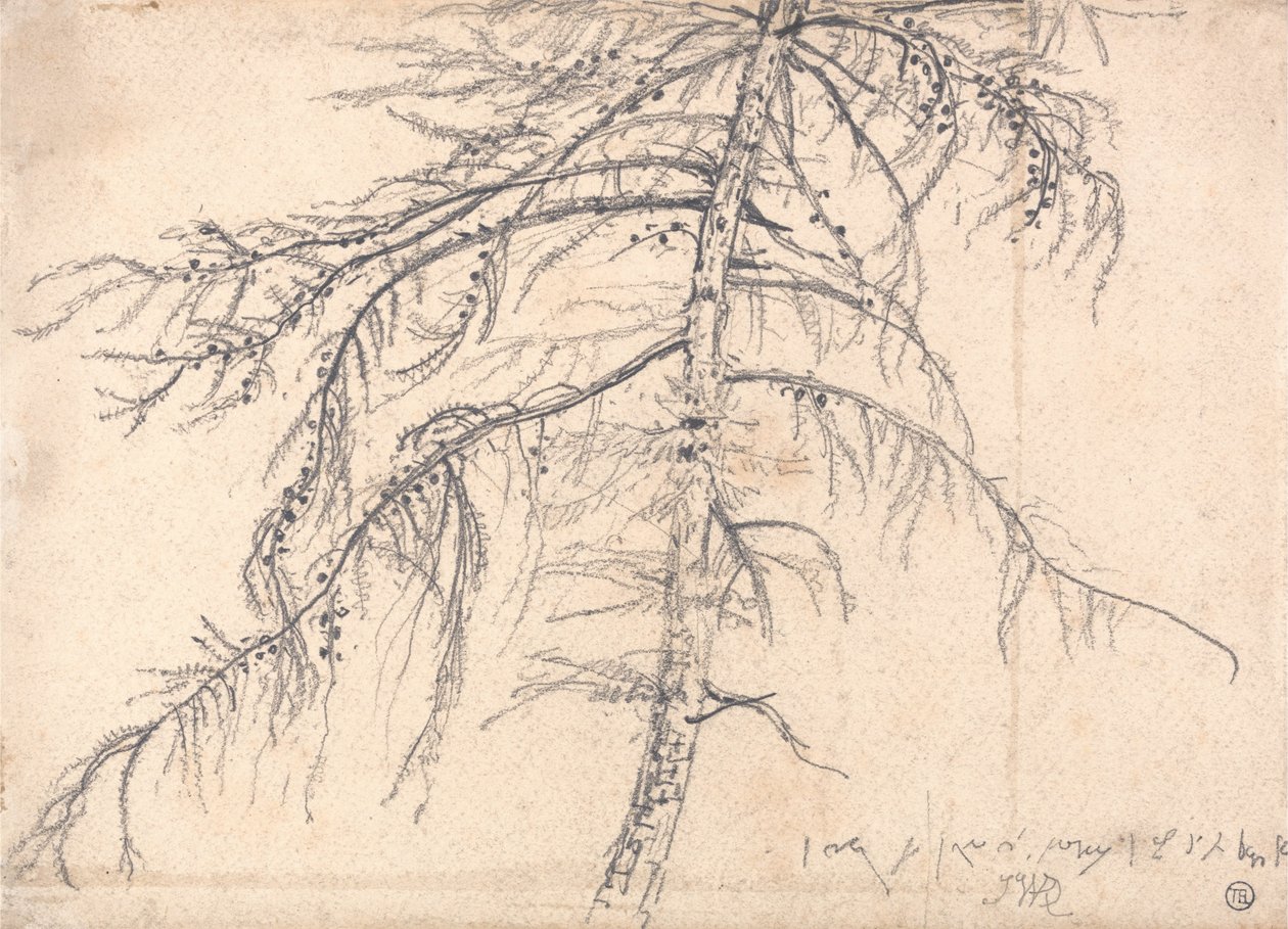 Modřín od James Ward