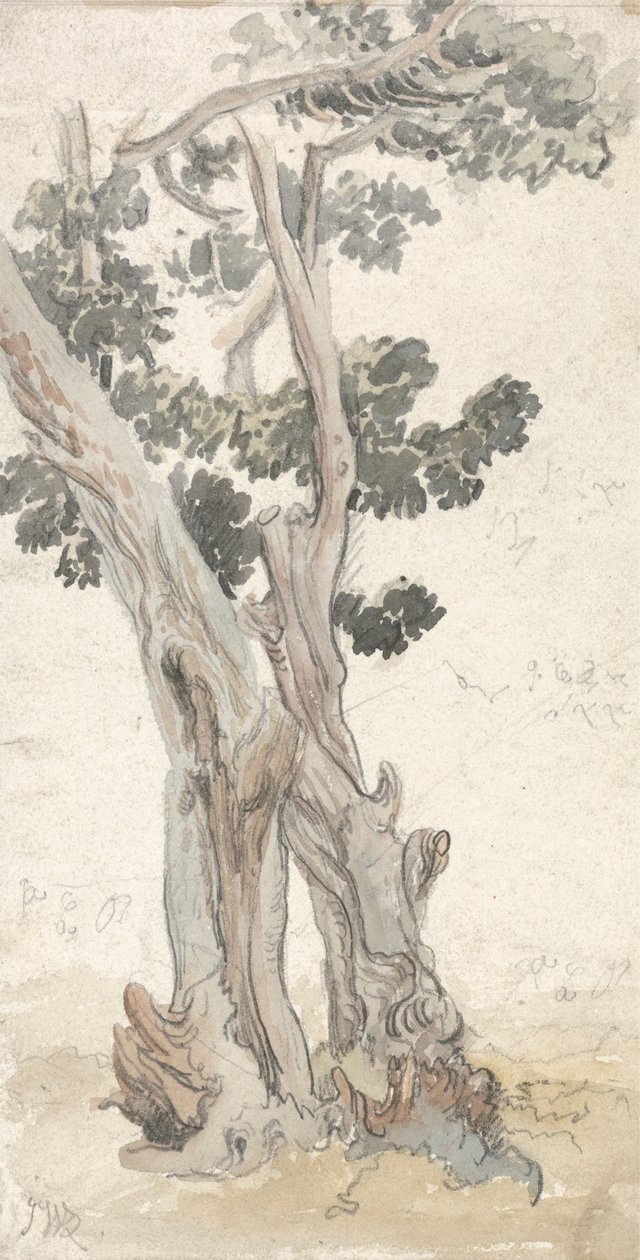 Studie stromu od James Ward