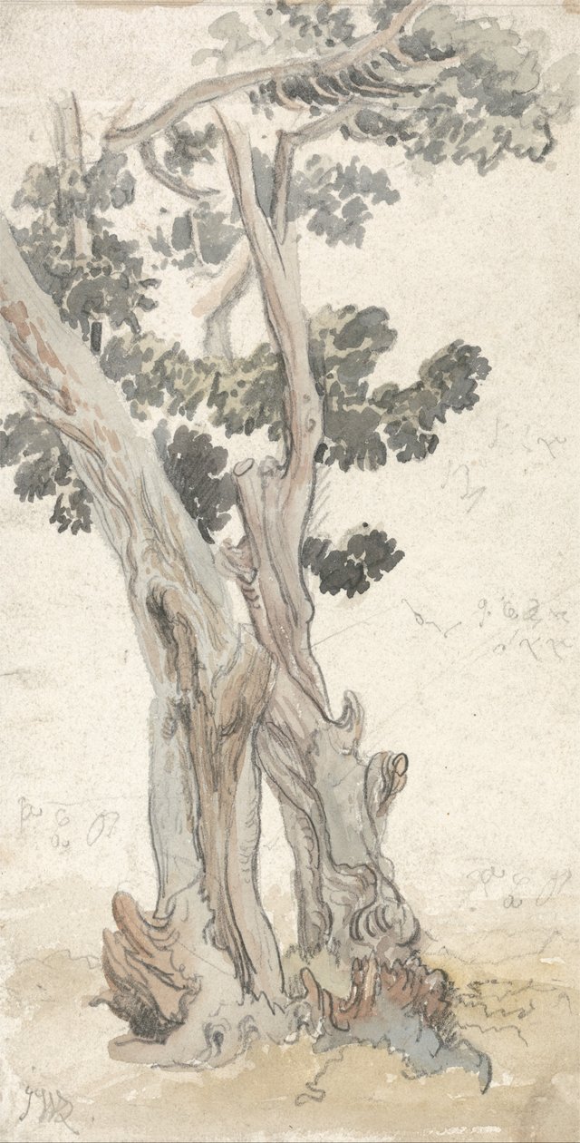 Studie stromu od James Ward
